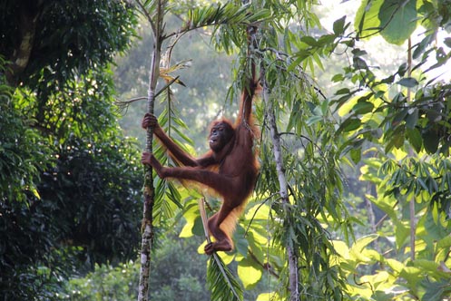 Borneo, Malaysia