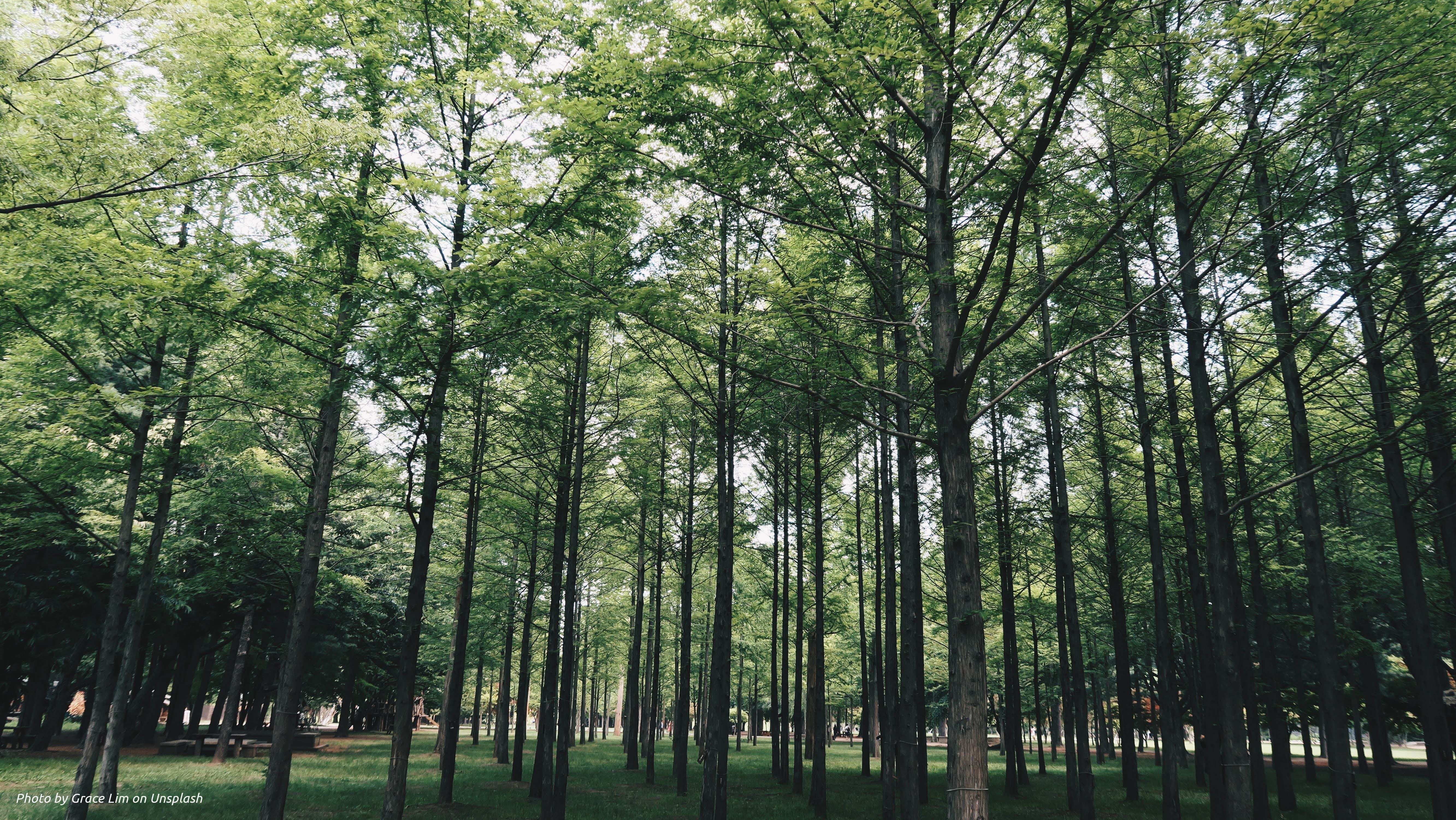 Venture amidst the canopy of trees all around Nami Island