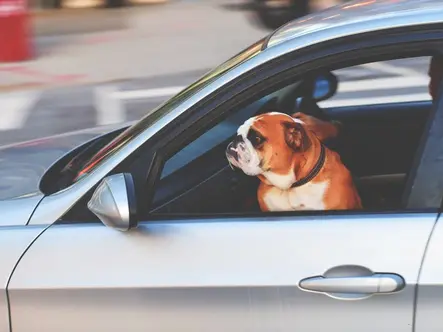 8 Things Singaporeans Should Never Leave in The Car