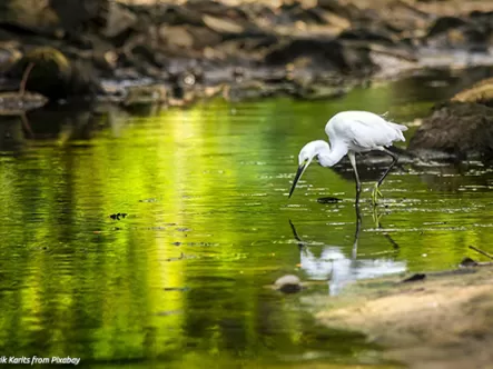Rediscover Singapore with these four nature outings. 